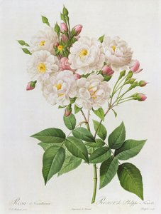 Rosa Noisettiana, da 